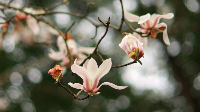 玉兰灯 51252901021 白宇龙 13120822030.jpg